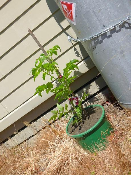 SENDERISMO EN LA ZONA DE QUEENSTOWN: MOKE LAKE