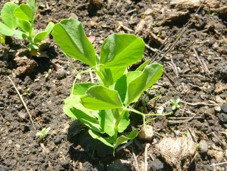 SENDERISMO EN LA ZONA DE QUEENSTOWN: MOKE LAKE