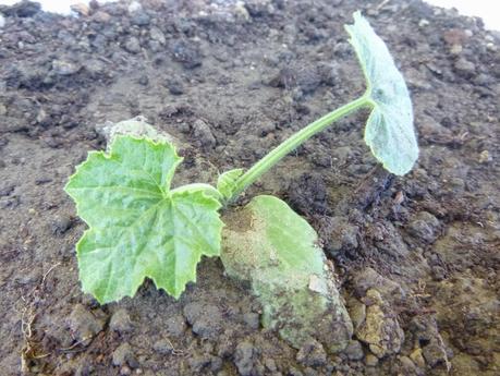 SENDERISMO EN LA ZONA DE QUEENSTOWN: MOKE LAKE