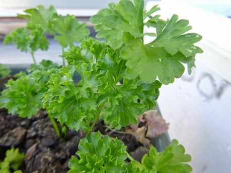 SENDERISMO EN LA ZONA DE QUEENSTOWN: MOKE LAKE