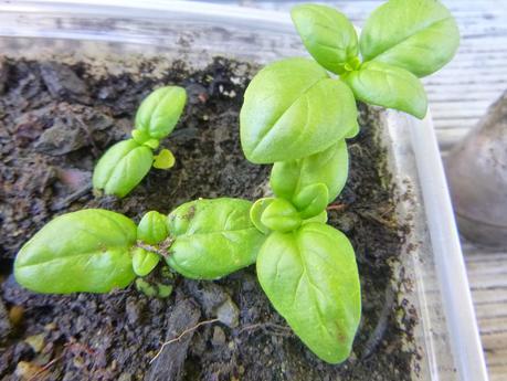 SENDERISMO EN LA ZONA DE QUEENSTOWN: MOKE LAKE