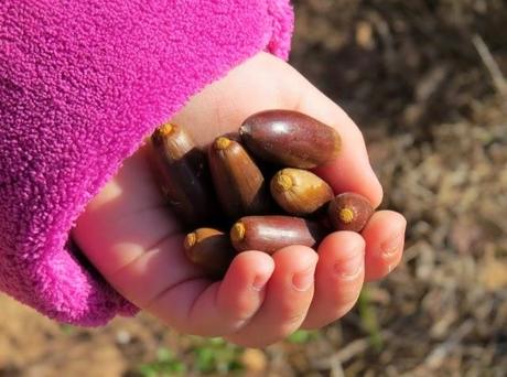 Sembrando bosques por año nuevo