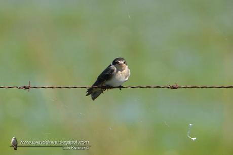 Golondrina ceja blanca (White-rumped Swallow) Tachycineta leucorrhoa