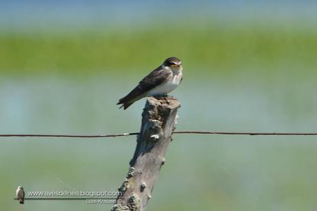 Golondrina ceja blanca (White-rumped Swallow) Tachycineta leucorrhoa