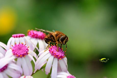 Eristalis tenax