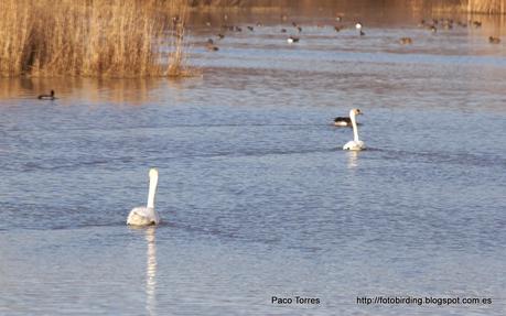 Cygnus olor con anilla 879.