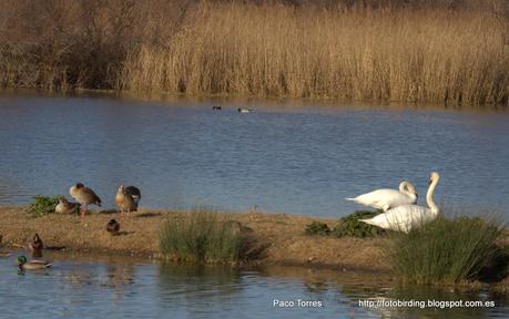 Cygnus olor con anilla 879.
