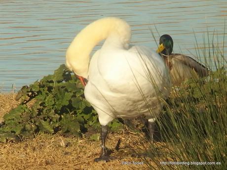 Cygnus olor con anilla 879.
