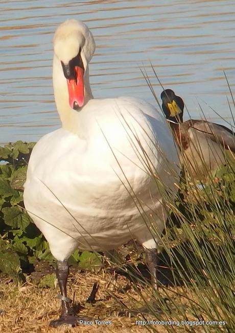 Cygnus olor con anilla 879.