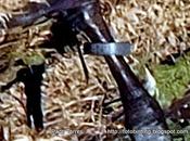 Cygnus olor anilla 879.