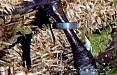 Cygnus olor con anilla 879.