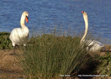 Cygnus olor con anilla 879.