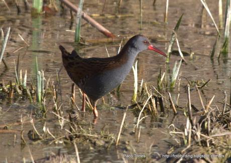 PNAE. Rallus aquaticus