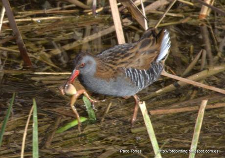 PNAE. Rallus aquaticus