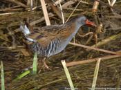 PNAE. Rallus aquaticus