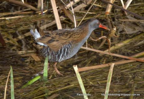 PNAE. Rallus aquaticus
