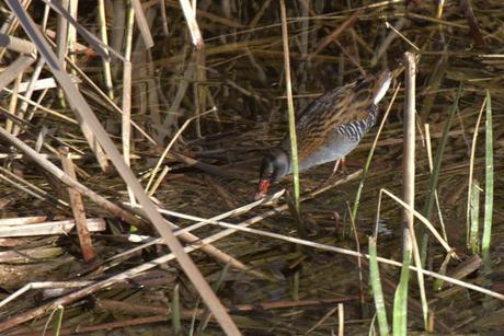 PNAE. Rallus aquaticus