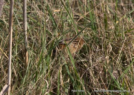 PNAE: Cisticola juncidis.