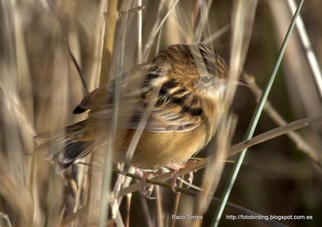 PNAE: Cisticola juncidis.