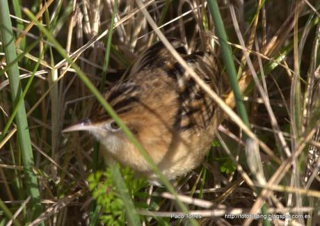 PNAE: Cisticola juncidis.