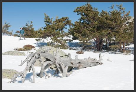 Excursión raquetas de nieve desde el Puerto de Navacerrada