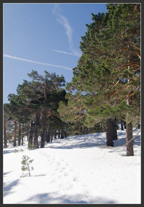 Excursión raquetas de nieve desde el Puerto de Navacerrada