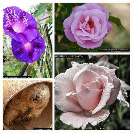 San José de Campo Alegre