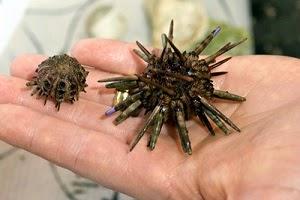 La acidificación, la peligrosa osteoporosis oceánica