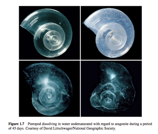 La acidificación, la peligrosa osteoporosis oceánica