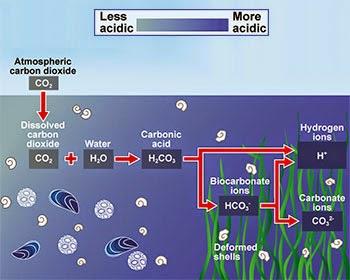 La acidificación, la peligrosa osteoporosis oceánica