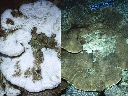 La acidificación, la peligrosa osteoporosis oceánica