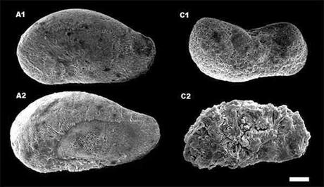 La acidificación, la peligrosa osteoporosis oceánica