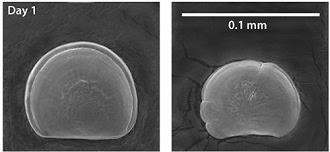 La acidificación, la peligrosa osteoporosis oceánica