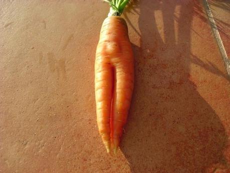 LAS RAREZA DE MI HUERTO (1)