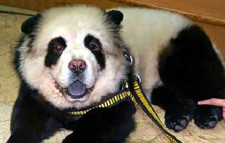 Descúbrelo: PERROS DISFRAZADOS DE OSOS PANDA…