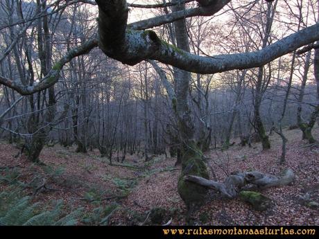 Ruta Tromeu y Braña Rebellón: Hayedo con hojas en el suelo