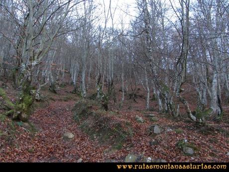 Ruta Tromeu y Braña Rebellón: Por el hayedo hacia el Rebellón