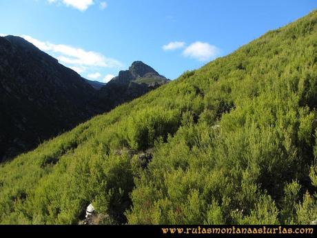 Ruta Tromeu y Braña Rebellón: Sendero entre los arbustos
