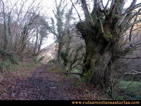 Ruta de Montaña por el Concejo de Teverga: Peña Tromeu (1.341 m.) y Braña Rebellón