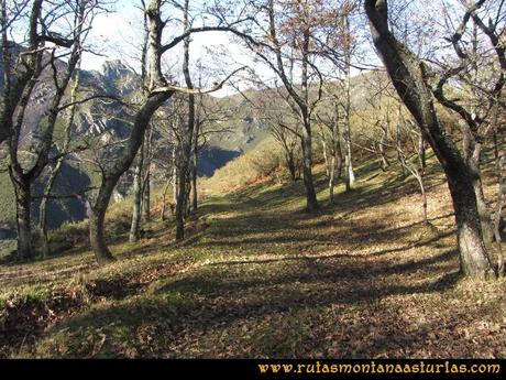 Ruta Tromeu y Braña Rebellón: Saliendo del hayedo