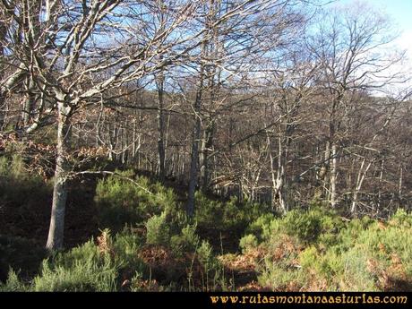 Ruta Tromeu y Braña Rebellón: Hayedo