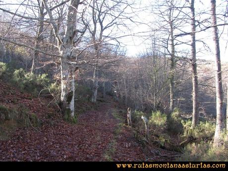 Ruta Tromeu y Braña Rebellón: Camino entre el hayedo