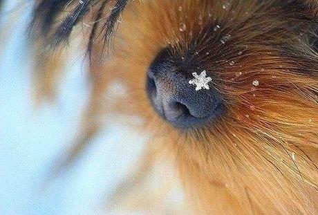 Esperando a los Reyes