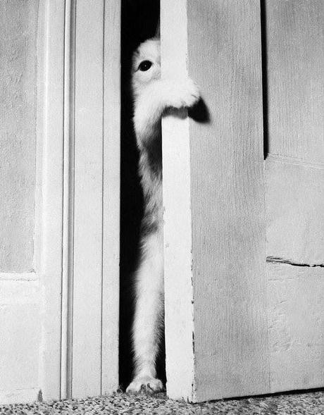 Esperando a los Reyes