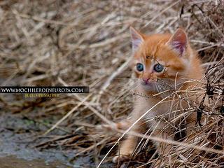 Ruta  Los Fortines del Ávila al atardecer