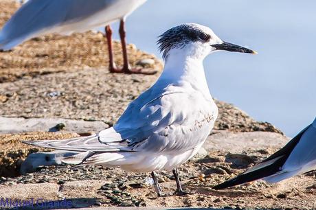 JUNTO AL MAR-CHARRANES Y CABECINEGRAS