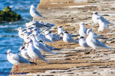 JUNTO AL MAR-CHARRANES Y CABECINEGRAS