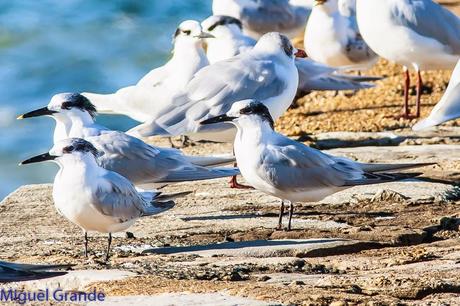 JUNTO AL MAR-CHARRANES Y CABECINEGRAS