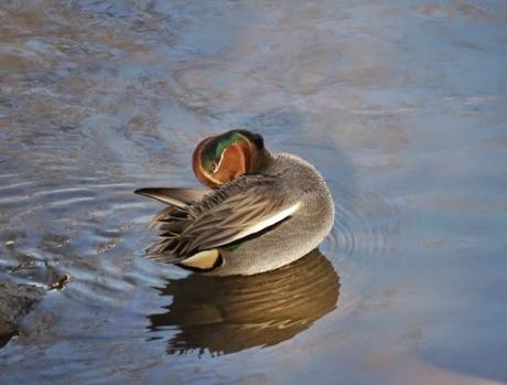 Cercetas y gallinetas