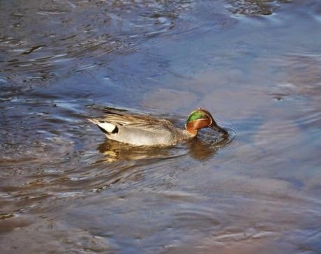 Cercetas y gallinetas